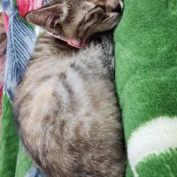 واگذاری رایگان نیست