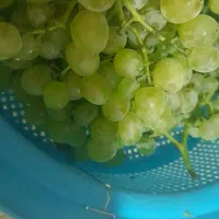 انگور زر خلیلی تازه وخوشمزه