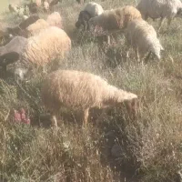 گله گوسفند|حیوانات مزرعه|تهران, آشتیانی|دیوار