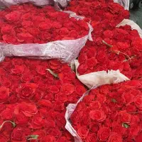 رز ایرانی بسته ای ۵۰ شاخه تعداد محدود