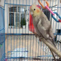 یک جفت عروس هلندی