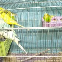 مرغ عشق 5عدد 1/250