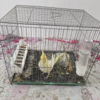 عروس هلندی نر