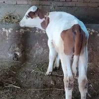 یک عدد گوساله نر سیمینتال