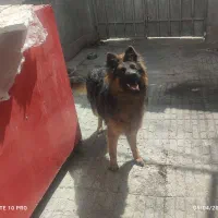 ژرمن شپرد  شهر قدس