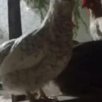 مرغ|حیوانات مزرعه|جم, |دیوار