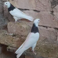 کبوتر طوقی کله دم سبز سرخ|پرنده|برخوار, |دیوار