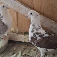 کفتر پرشی|پرنده|تهران, مسعودیه|دیوار