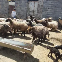 ۲۰عدد میش چاق دندان سالم