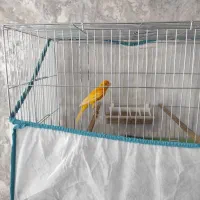 قناری نر قرمزآماده