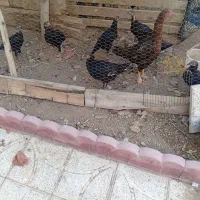 مرغ لاری همراه با جوجه