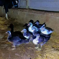 اردک اسراییلی