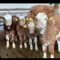 شیری.تلیسه.جوانه.ریز|حیوانات مزرعه|طبس, |دیوار