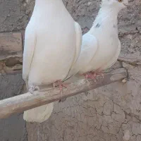 سفید چشم ونوک.سروردم سفید..سبز