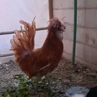 خروس جوان بسیار زیبا