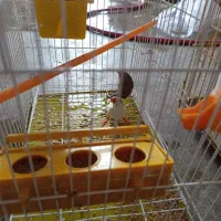 یک جفت فنچ|پرنده|لامرد, |دیوار