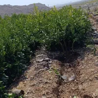 فروش انواع نهال مرکبات|خدمات باغبانی و درختکاری|کهنوج, |دیوار