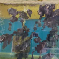 ماهی اسکار تایگر ۳بندی