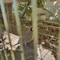 مرغ محلی|حیوانات مزرعه|دوگنبدان, |دیوار