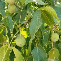 باغ|فروش زمین و ملک کلنگی|زاینده رود, |دیوار