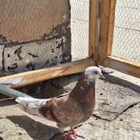 ماده پیس کلهسفید|پرنده|کاشان, کوچه باسکول|دیوار