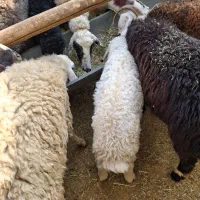 میش بره|حیوانات مزرعه|خنداب, |دیوار