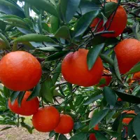 فروش حدود ۵۰۰ کیلو پیچ شیرین و آبدار سردرختی|عمدهفروشی|ساری, |دیوار