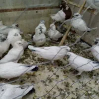 کفترپرشی|پرنده|الیگودرز, |دیوار