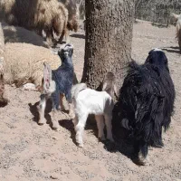 بزغاله شیرخوار|حیوانات مزرعه|ایلام, |دیوار