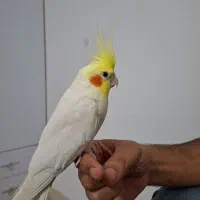 عروس هلندی نر و ماده لوتینو|پرنده|ساوه, |دیوار