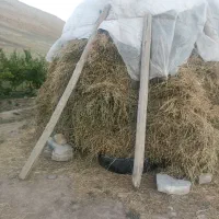یونجه|خدمات باغبانی و درختکاری|خواجه, |دیوار