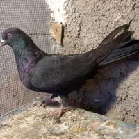 کبوترپر|پرنده|شهرکرد, |دیوار