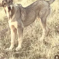 پژدر نسل برتر