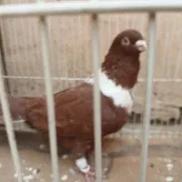 کلاغ سرخ وطوقی هفترنگ|پرنده|طرقبه, |دیوار