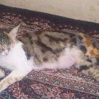 حیوان گم شده من پیداش کردم