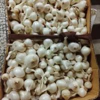 پیاز سفید بومی شیرین و خوشمزه و آبدار