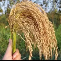 برنج عنبربو دشت دیره|خوردنی و آشامیدنی|گیلان غرب, |دیوار