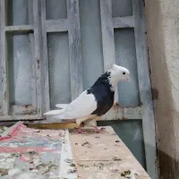 دو عدد ماده طوقی درجه یک|پرنده|اهواز, کمپلو شمالی|دیوار