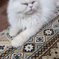 گربه پرشین اصیل