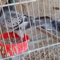 پلاکی مسافتی وچندتارنگی