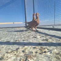 کفتر جوجه زرد کرمانی درجه یک|پرنده|تربت‌حیدریه, مسجد جامع|دیوار