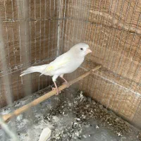 قناری نر و ماده|پرنده|تهران, جوادیه|دیوار