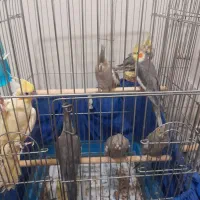 عروس هلندی
