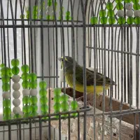 نر یاسمین و نر قناری سبز چمنی