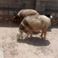 میش بره دار شیشک