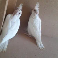 پرنده|پرنده|میناب, |دیوار