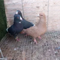 پریده کفتر سوراخ زدخوردی