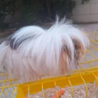 خوکچه هندی ماده