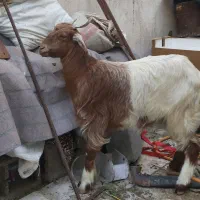 کره شیربل جمل