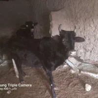 گاوه فروشی|حیوانات مزرعه|زیرکوه, |دیوار